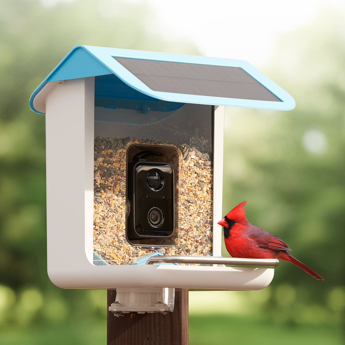 Wireless Bird Feeder Cam HD Solar Powered Outdoor Camera - BritishElegance