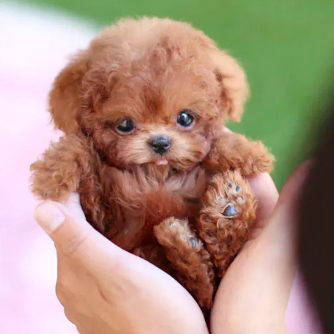 Cuddly Animated Puppy Toy With Sensory Touch - BritishElegance