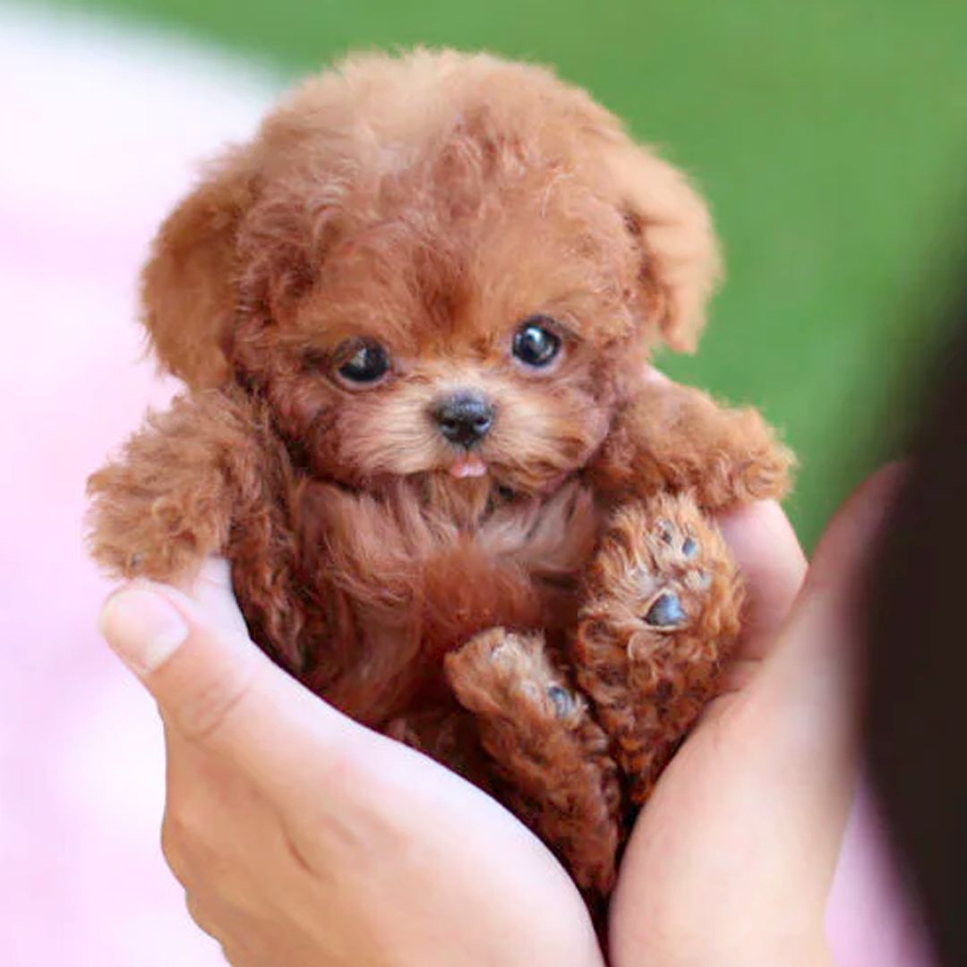 Fun Electronic Pet Dog Toy with Realistic Sounds - VogeLuxe